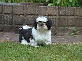 SHIH TZU 364